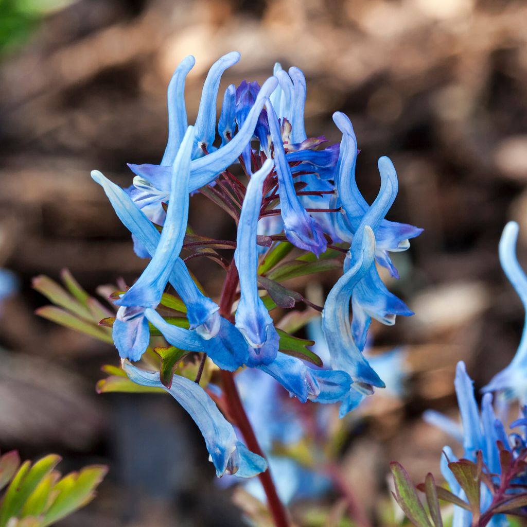 Corydalis flexuosa China Blue - Helmbloem