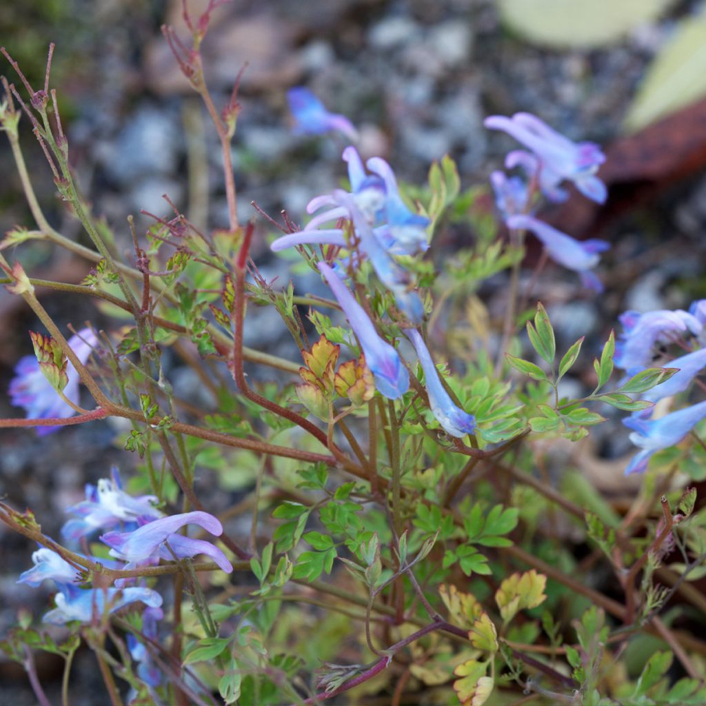 Corydale, Corydalis linstowiana, Fumeterre