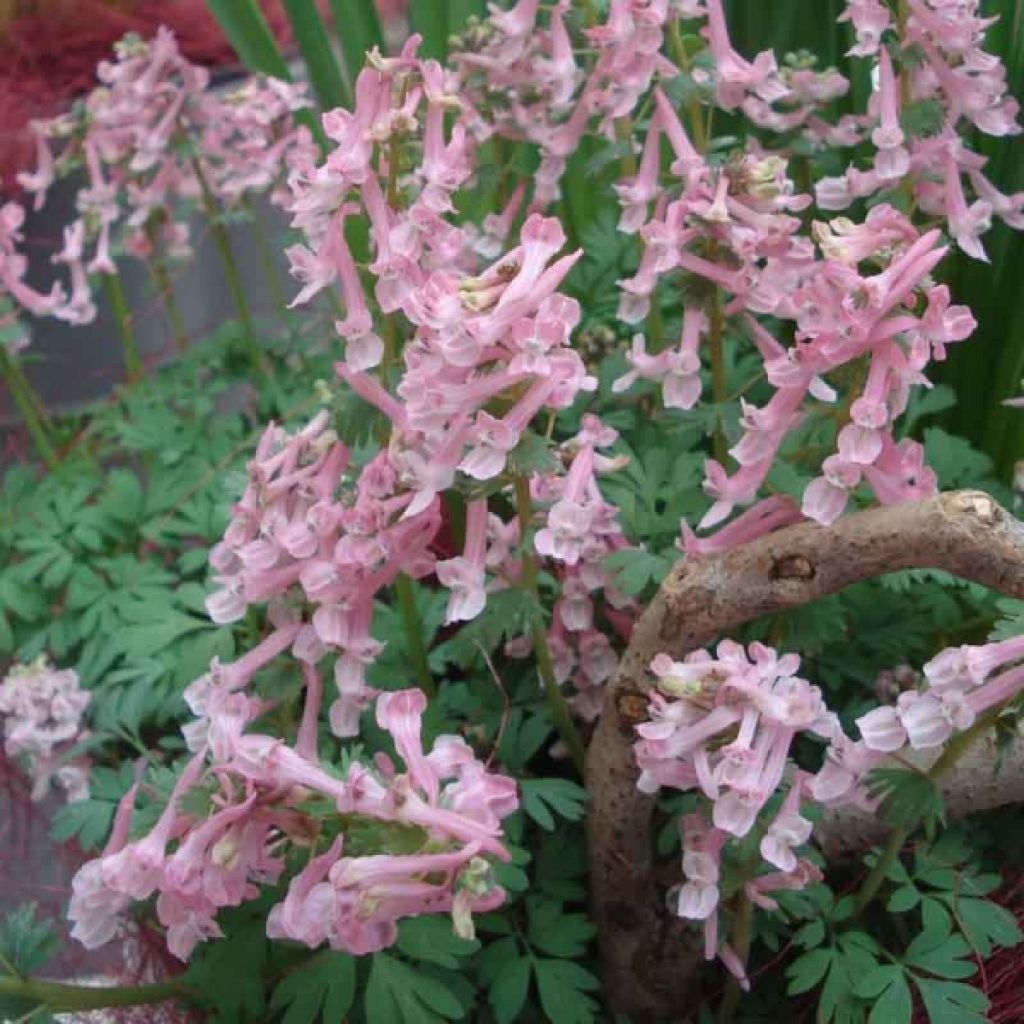 Corydalis solida Beth Evans