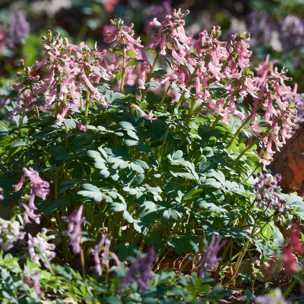 Corydalis solida subsp. solida - Vingerhelmbloem