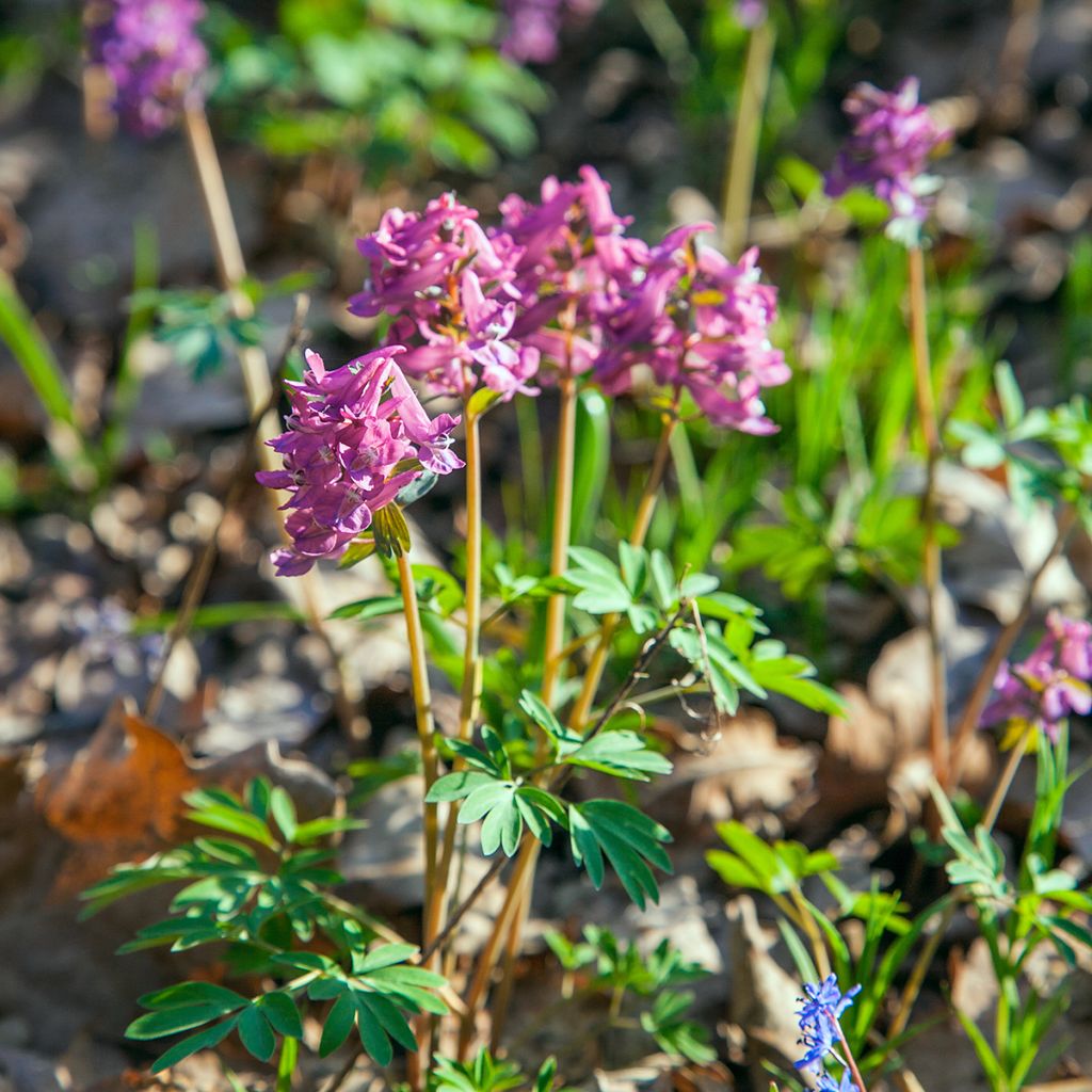 Corydalis solida subsp. solida - Vingerhelmbloem