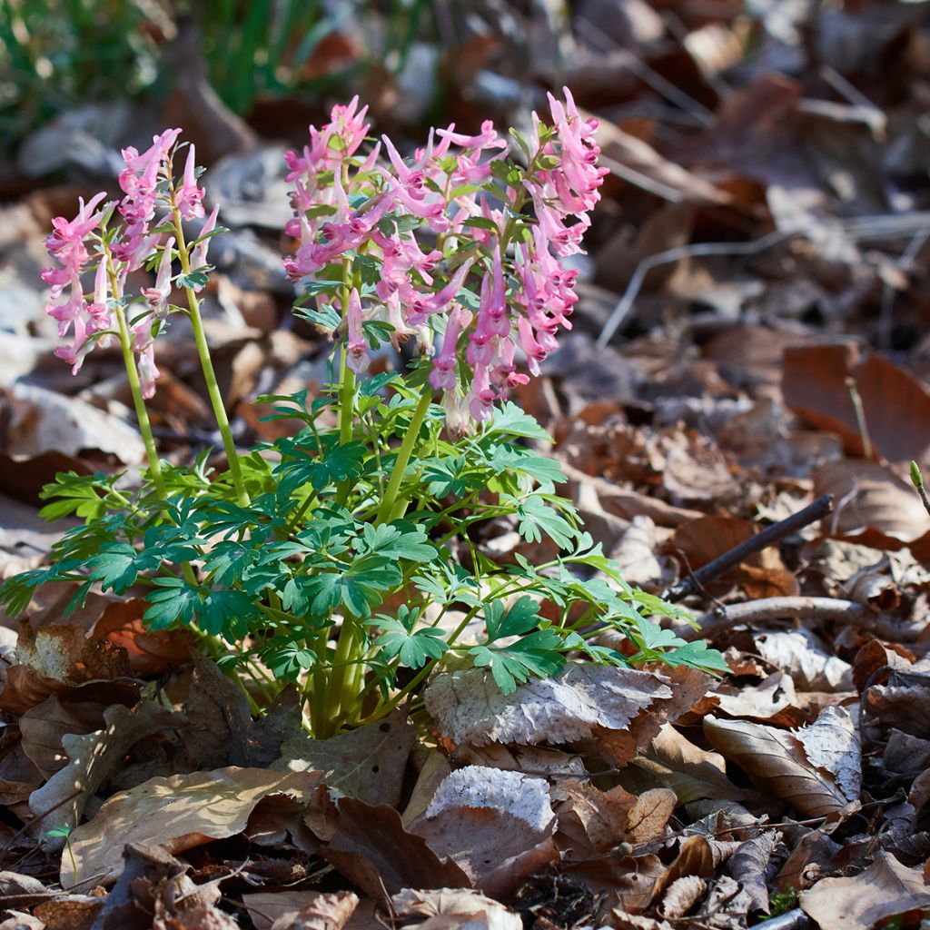 Corydalis solida subsp. solida - Vingerhelmbloem