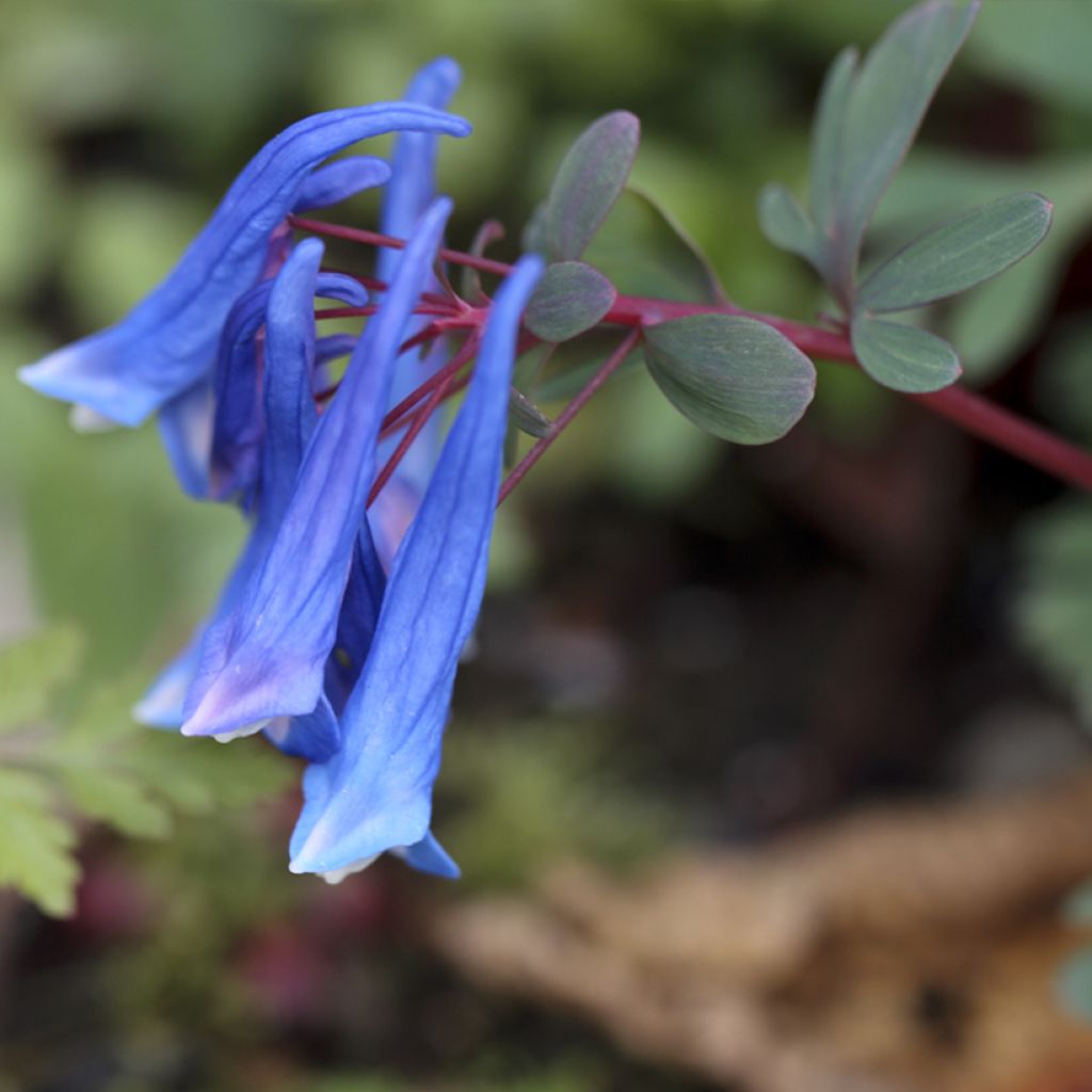 Corydalis curviflora subsp. rosthornii Blue Heron - Helmbloem