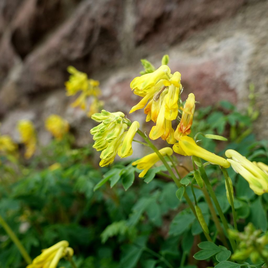 Corydalis lutea - Gele helmbloem