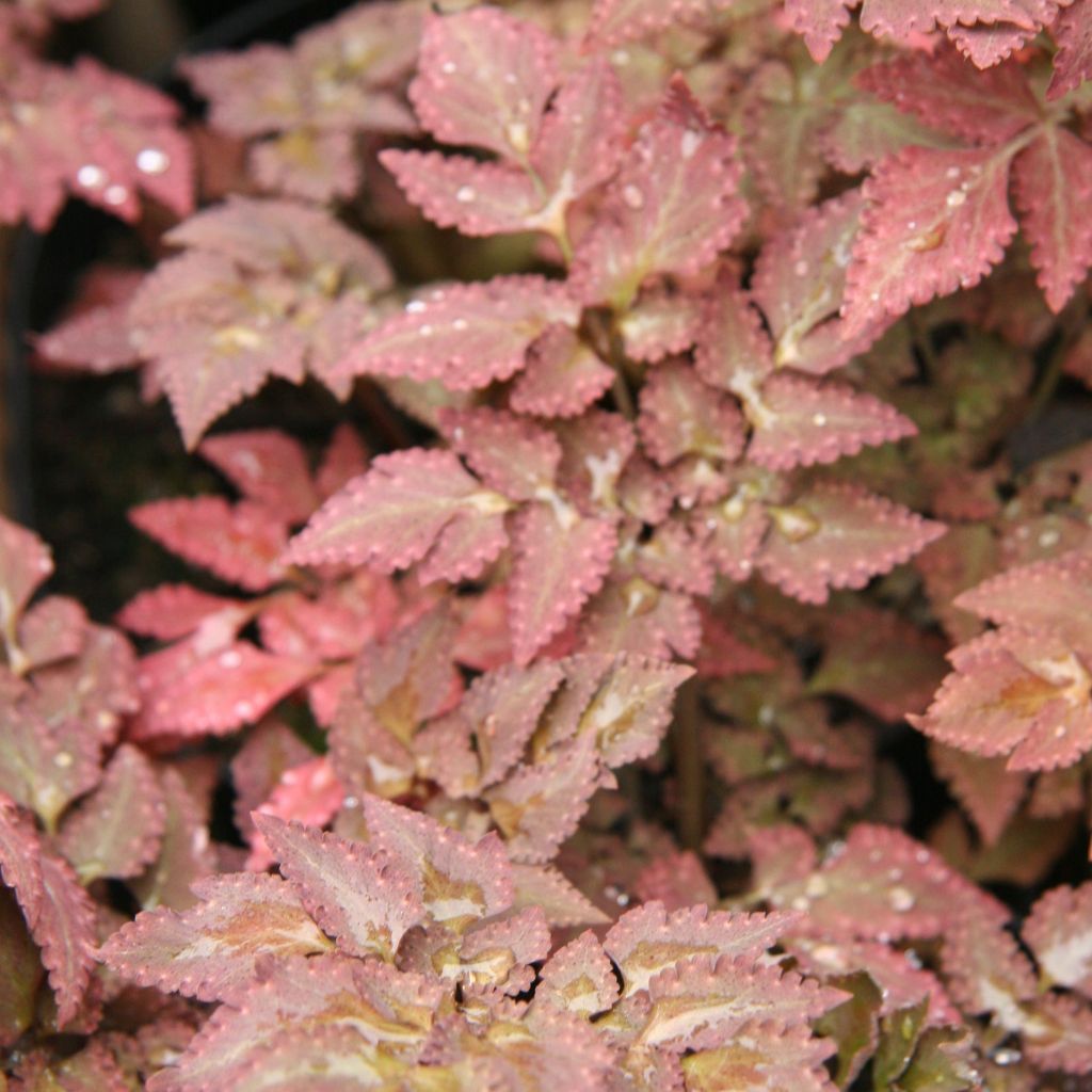Corydale, Corydalis quantmeyeriana Chocolate Stars, Fumeterre