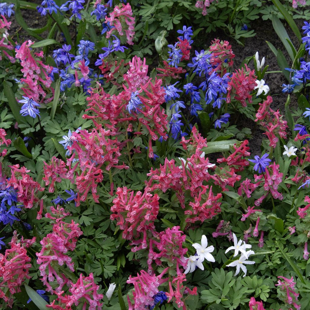 Corydalis solida GP Baker - Vingerhelmbloem