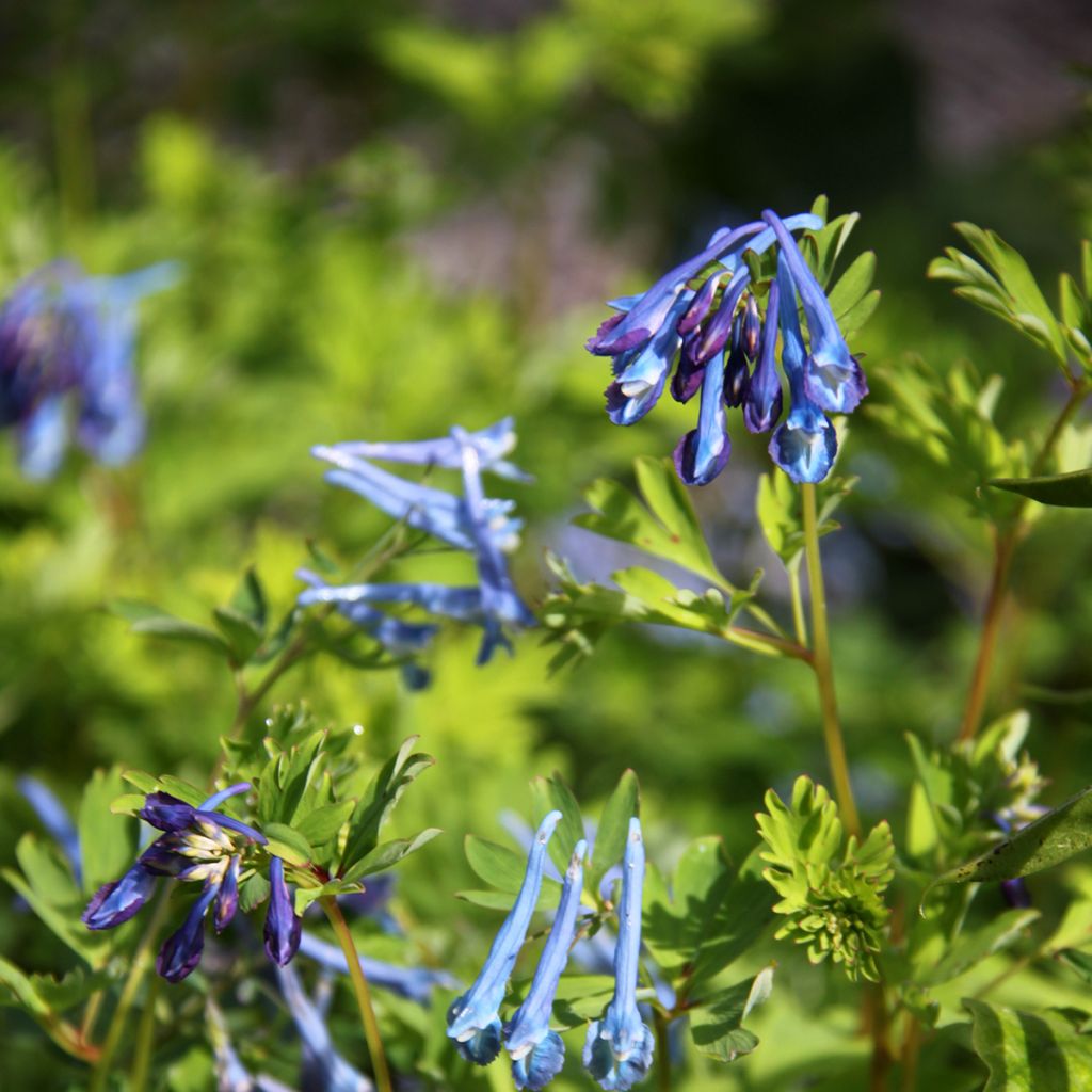 Corydalis elata Blue Summit - Helmbloem