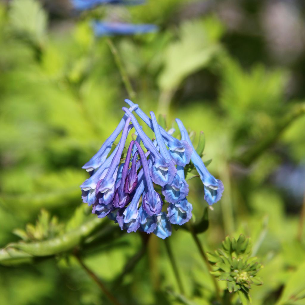 Corydalis elata Blue Summit - Helmbloem