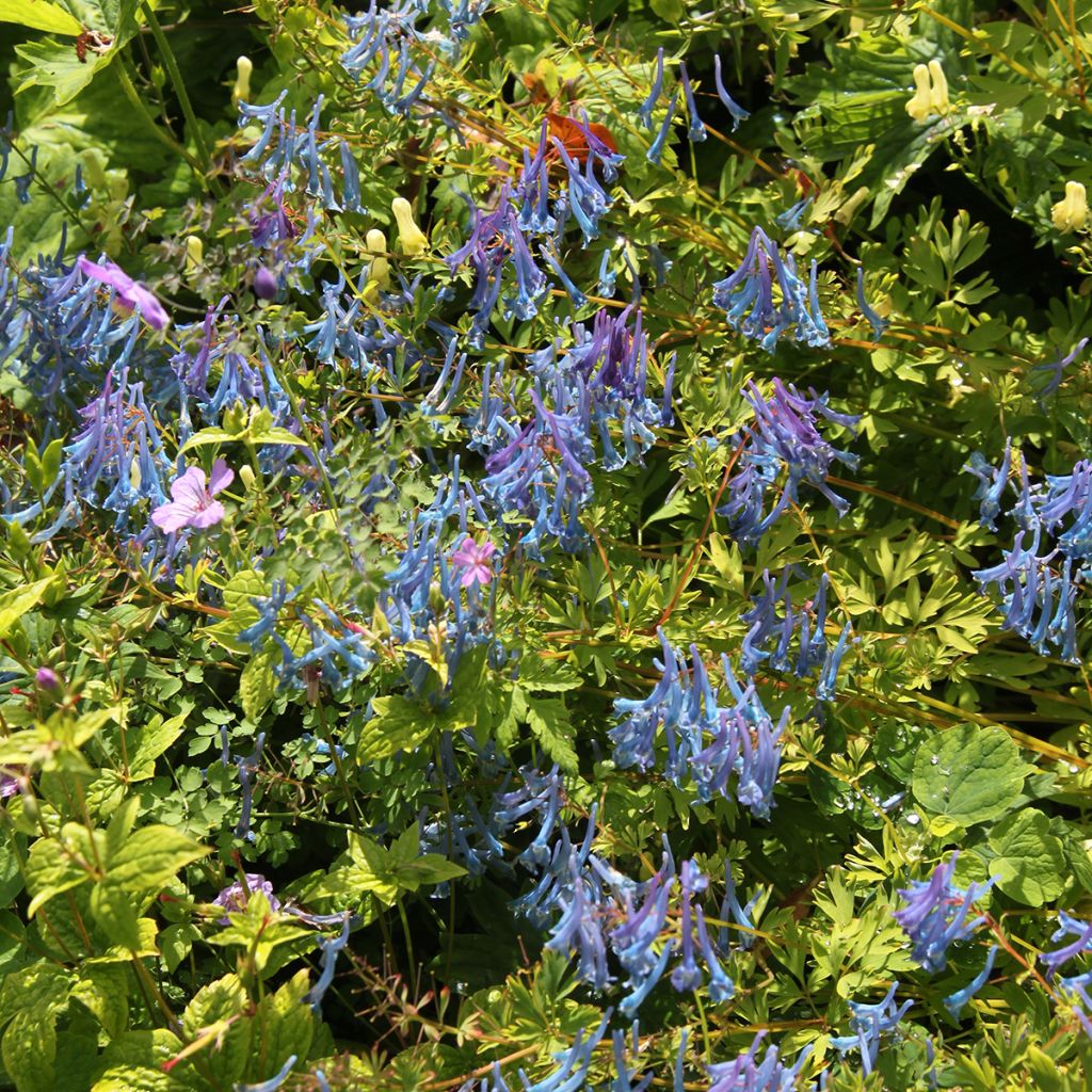 Corydalis elata Blue Summit - Helmbloem
