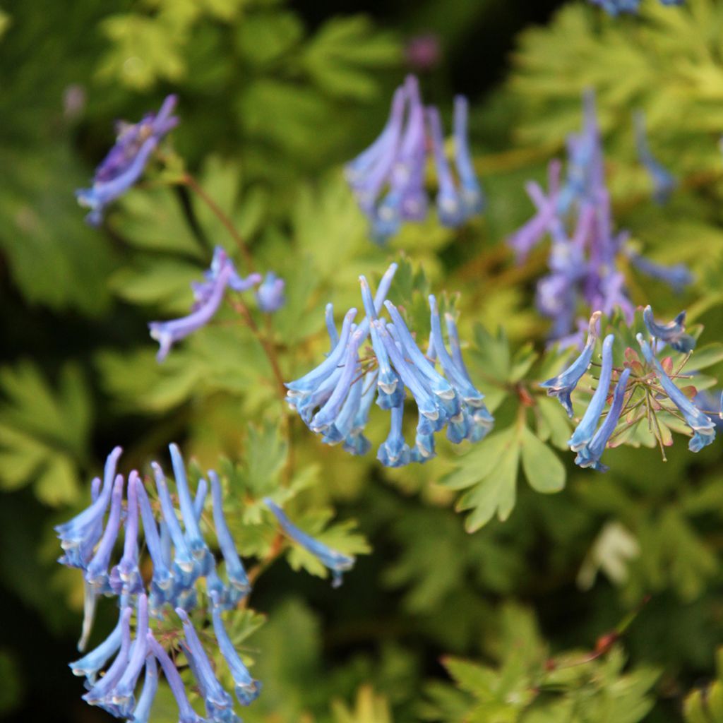 Corydalis elata Blue Summit - Helmbloem