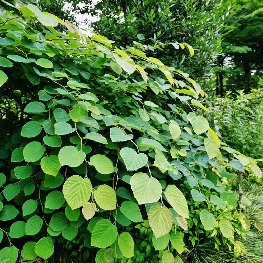 Corylopsis pauciflora - Schijnhazelaar