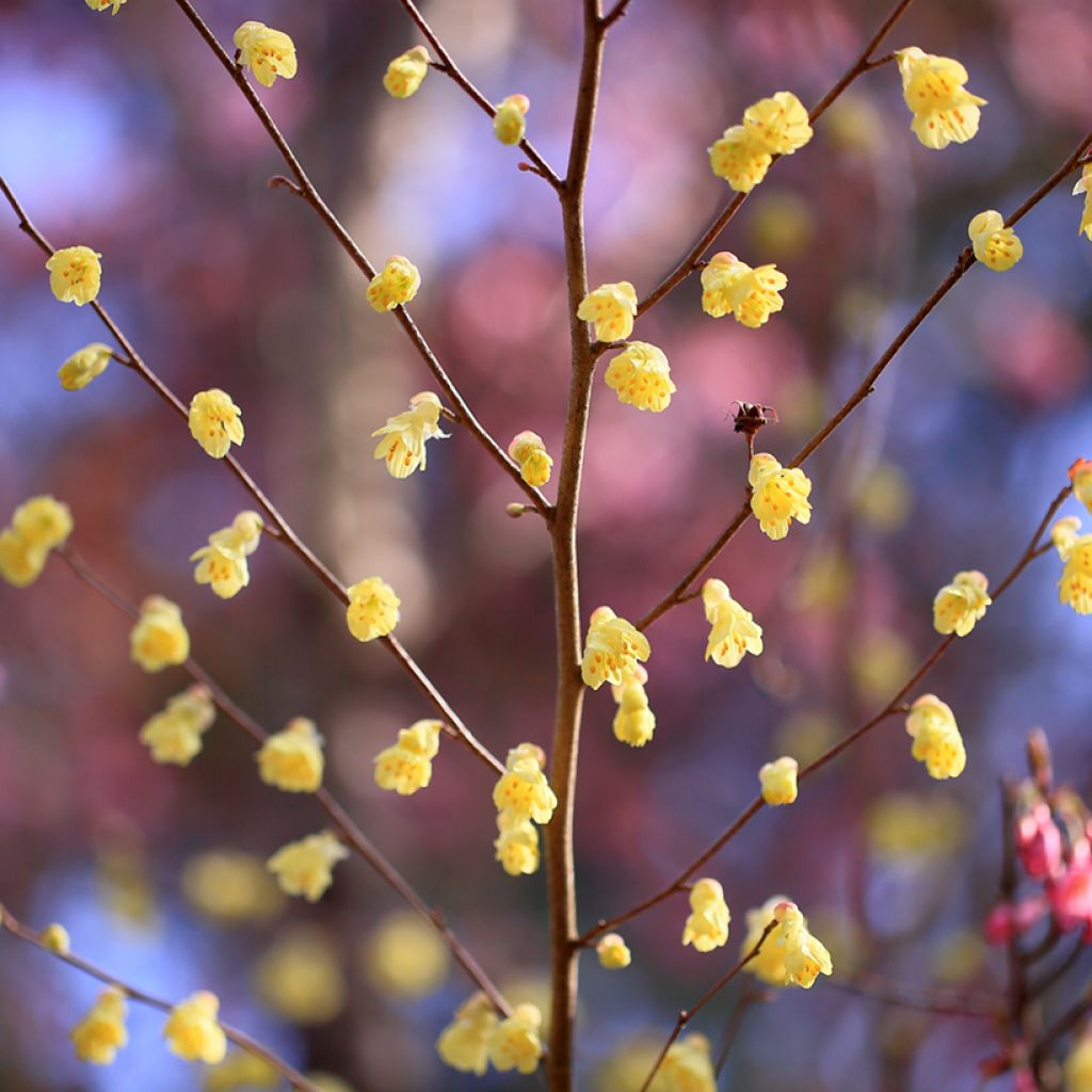 Corylopsis pauciflora - Schijnhazelaar