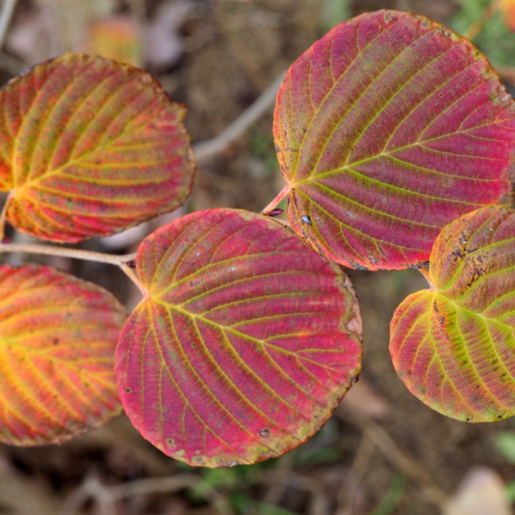 Corylopsis pauciflora - Schijnhazelaar