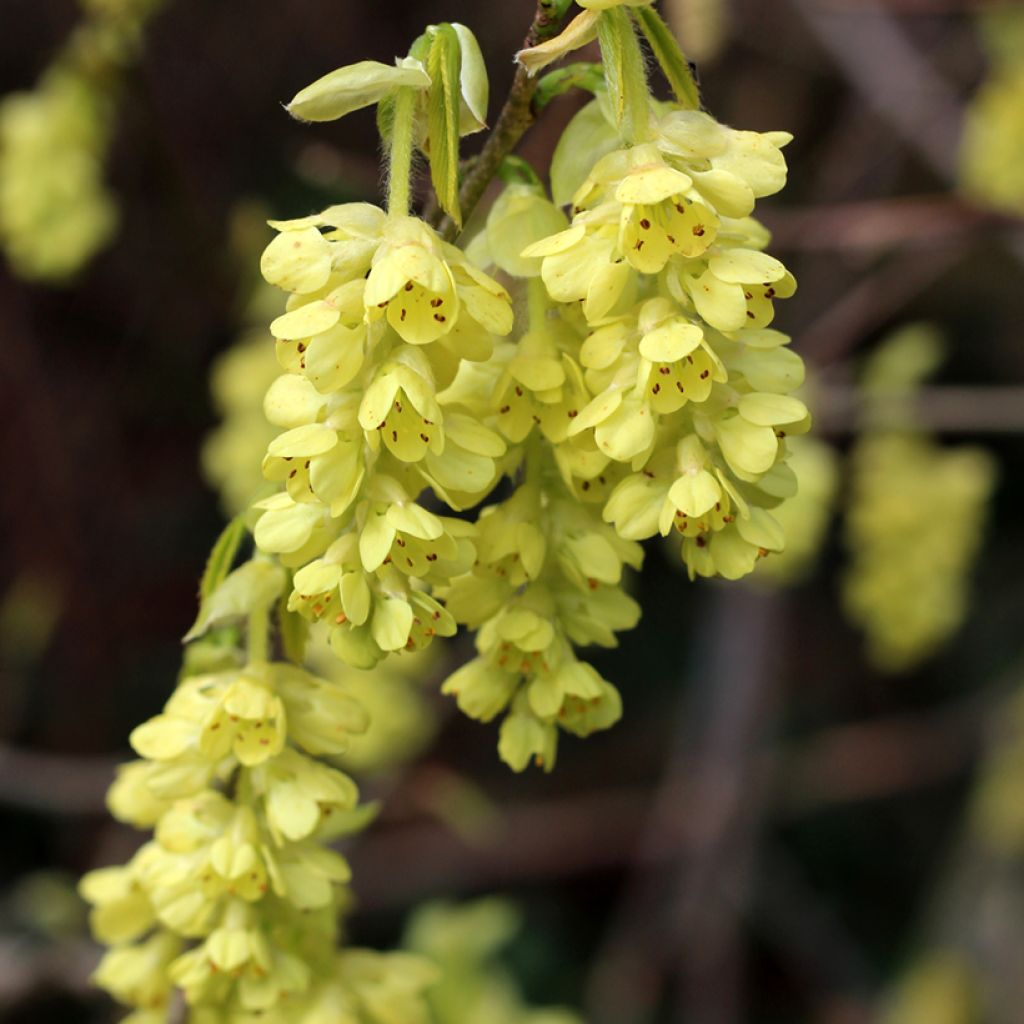Corylopsis spicata - Toortsslingeraar