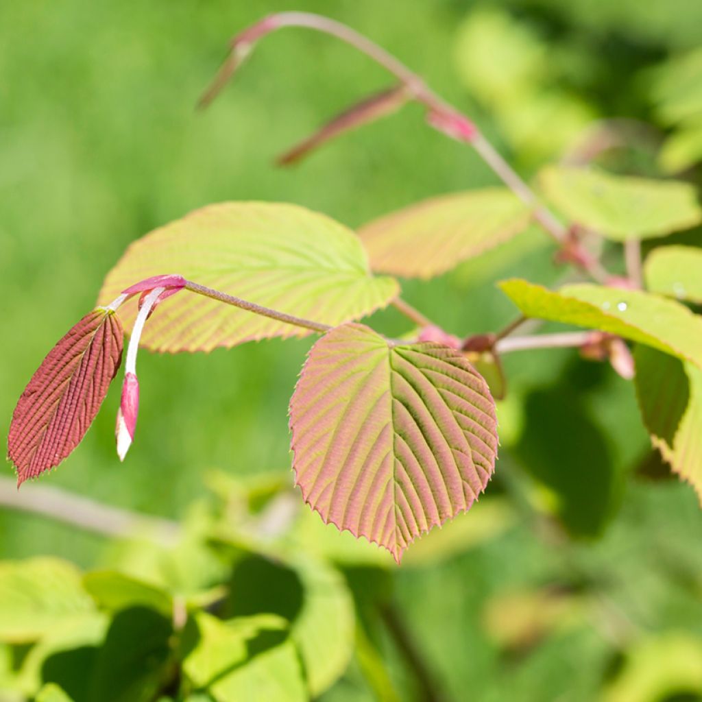 Corylopsis spicata - Toortsslingeraar
