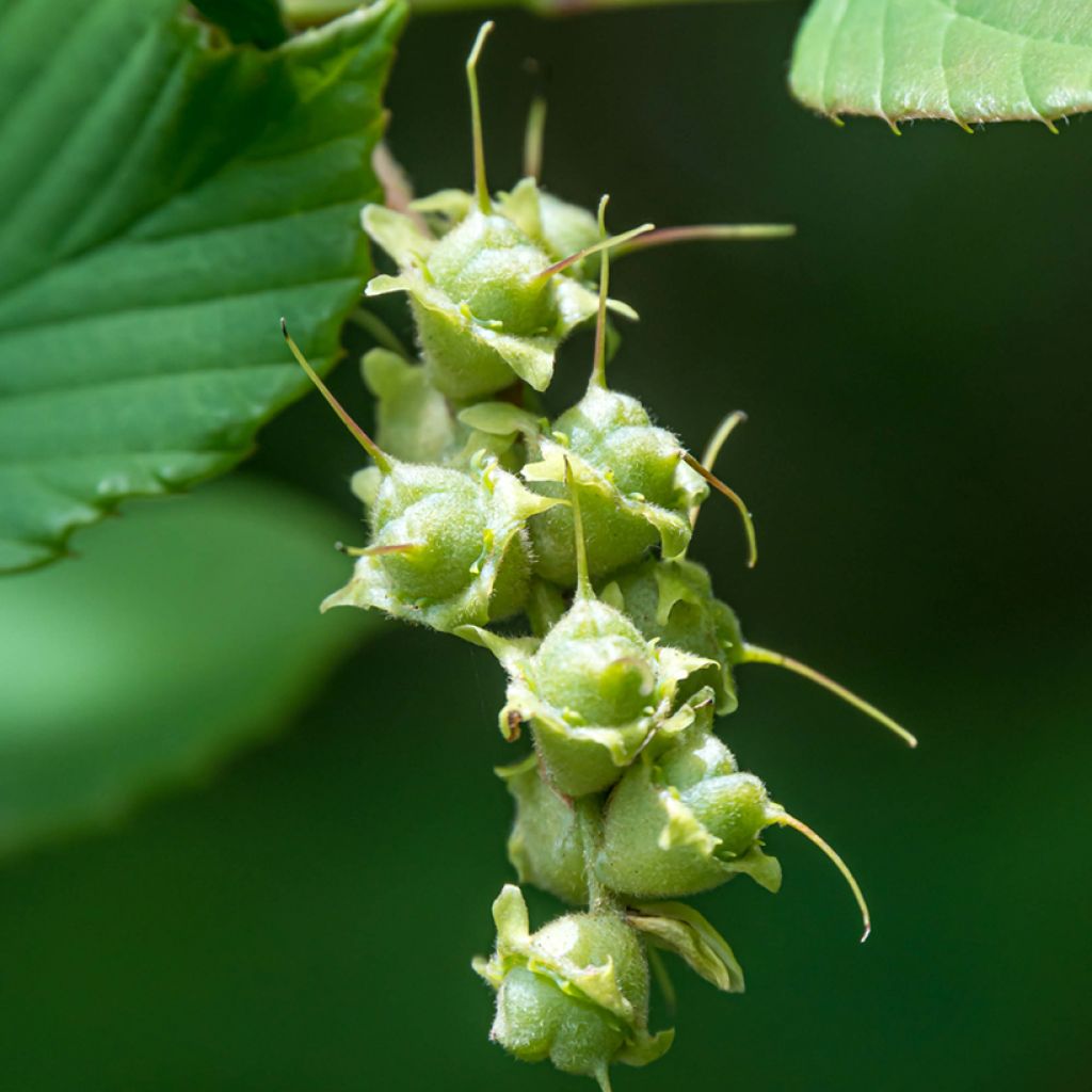 Corylopsis spicata - Toortsslingeraar