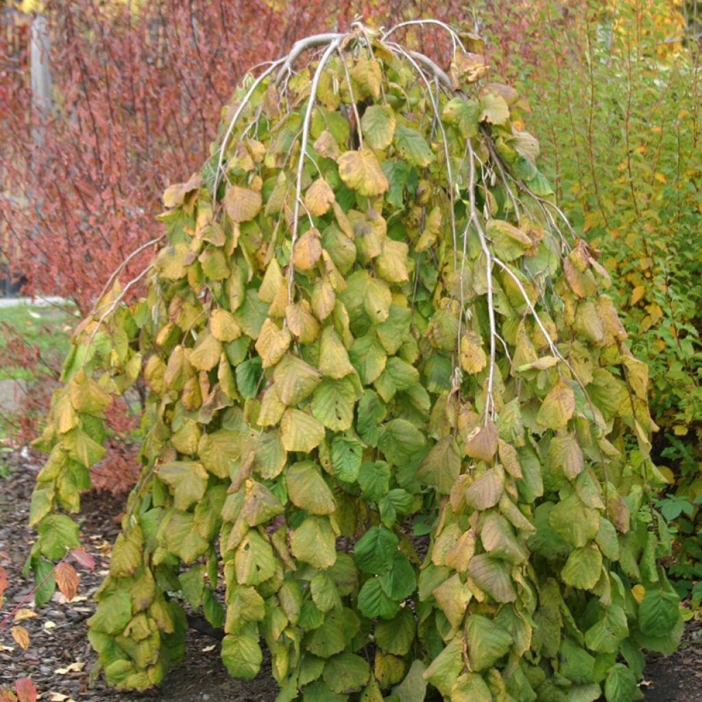 Corylus avellana Pendula - Hazelaar