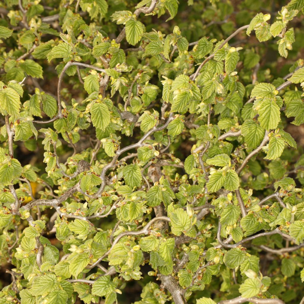 Corylus avellana Twister - Hazelaar