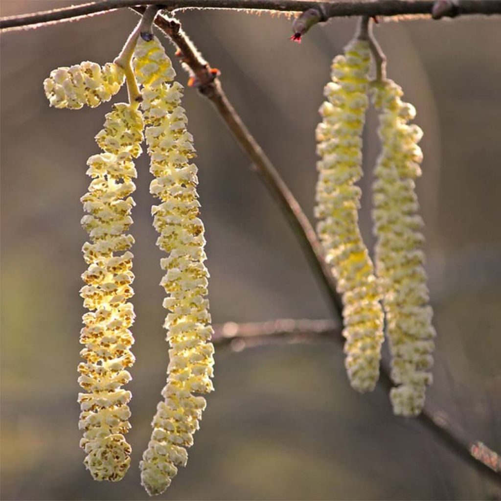 Corylus colurna - Noisetier de Bysance