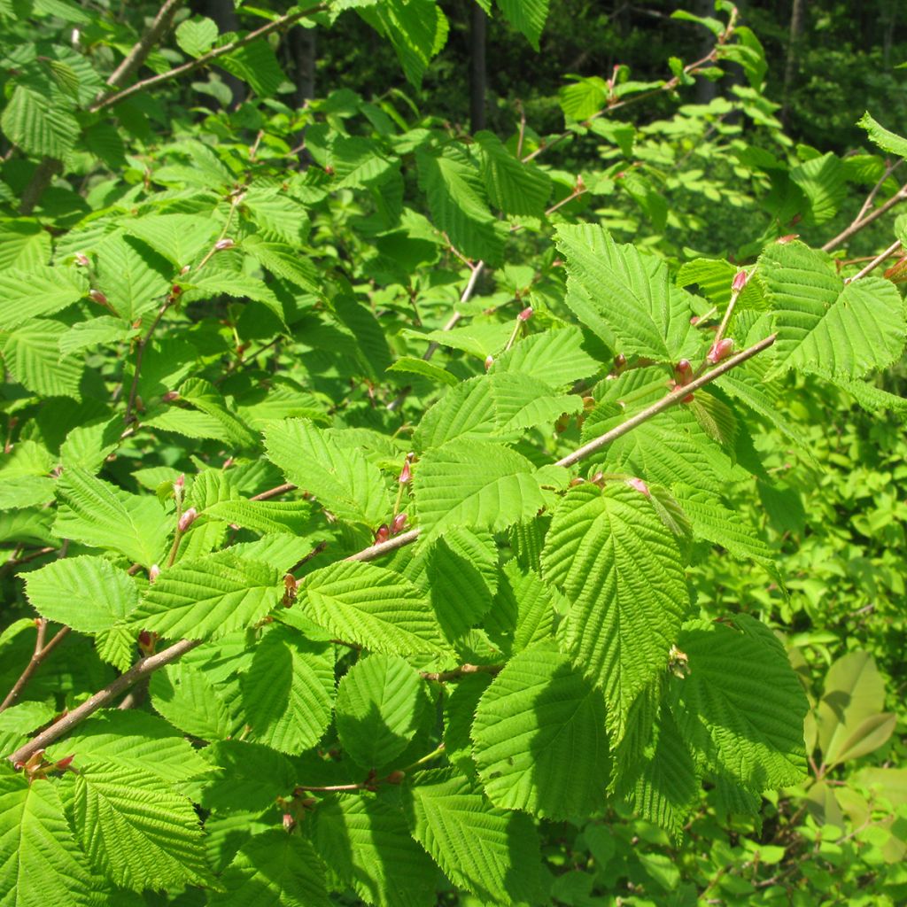 Corylus sieboldiana - Japanse hazelnoot