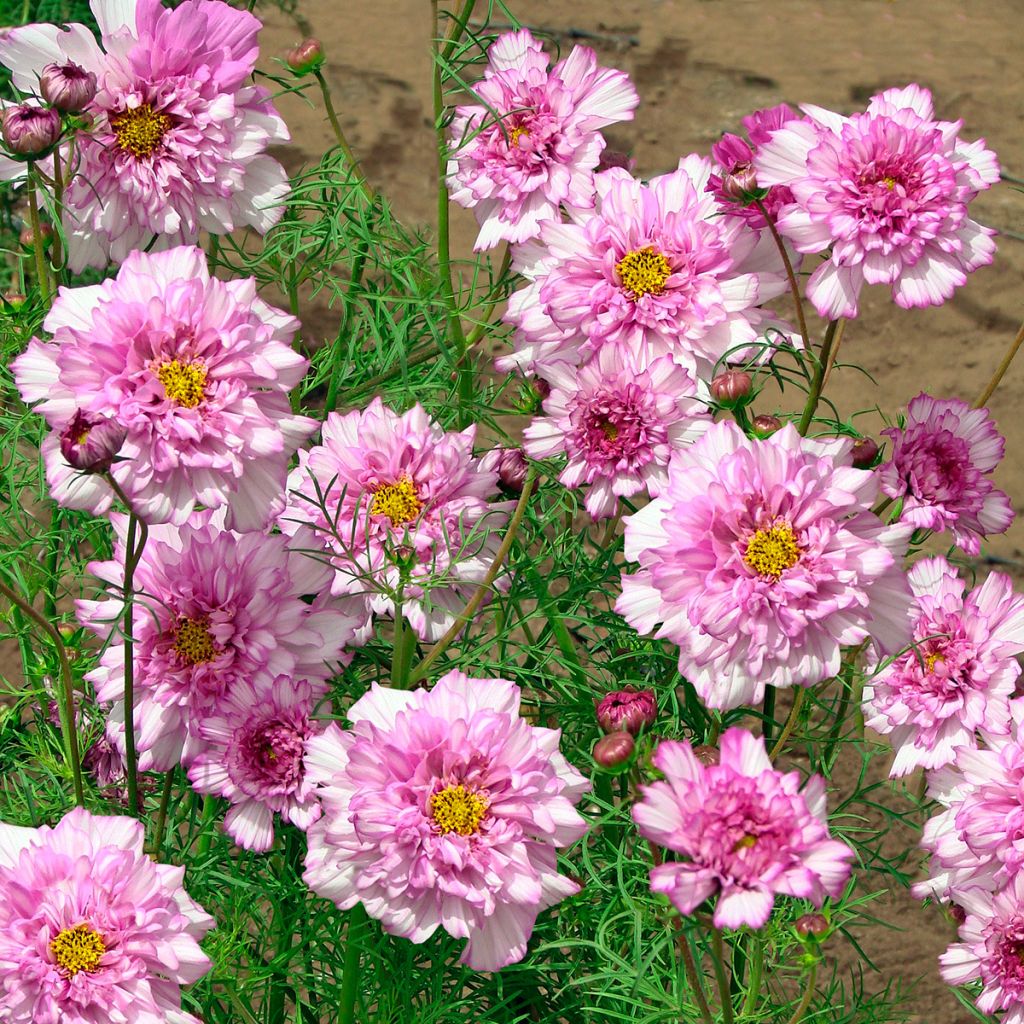 Graines de Cosmos Double Click Bicolor Pink - Cosmos bipinnatus