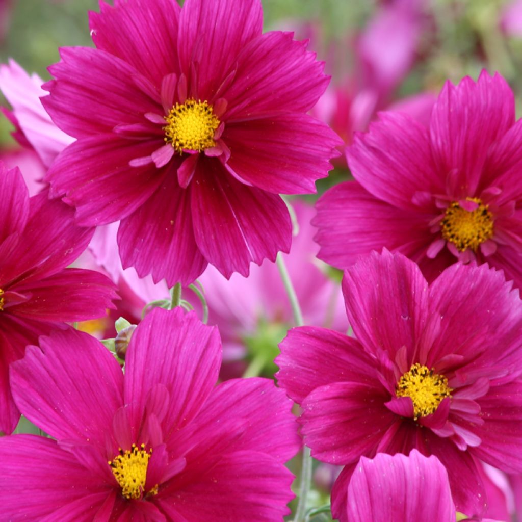Cosmea Fandango (zaad) - Cosmos bipinnatus