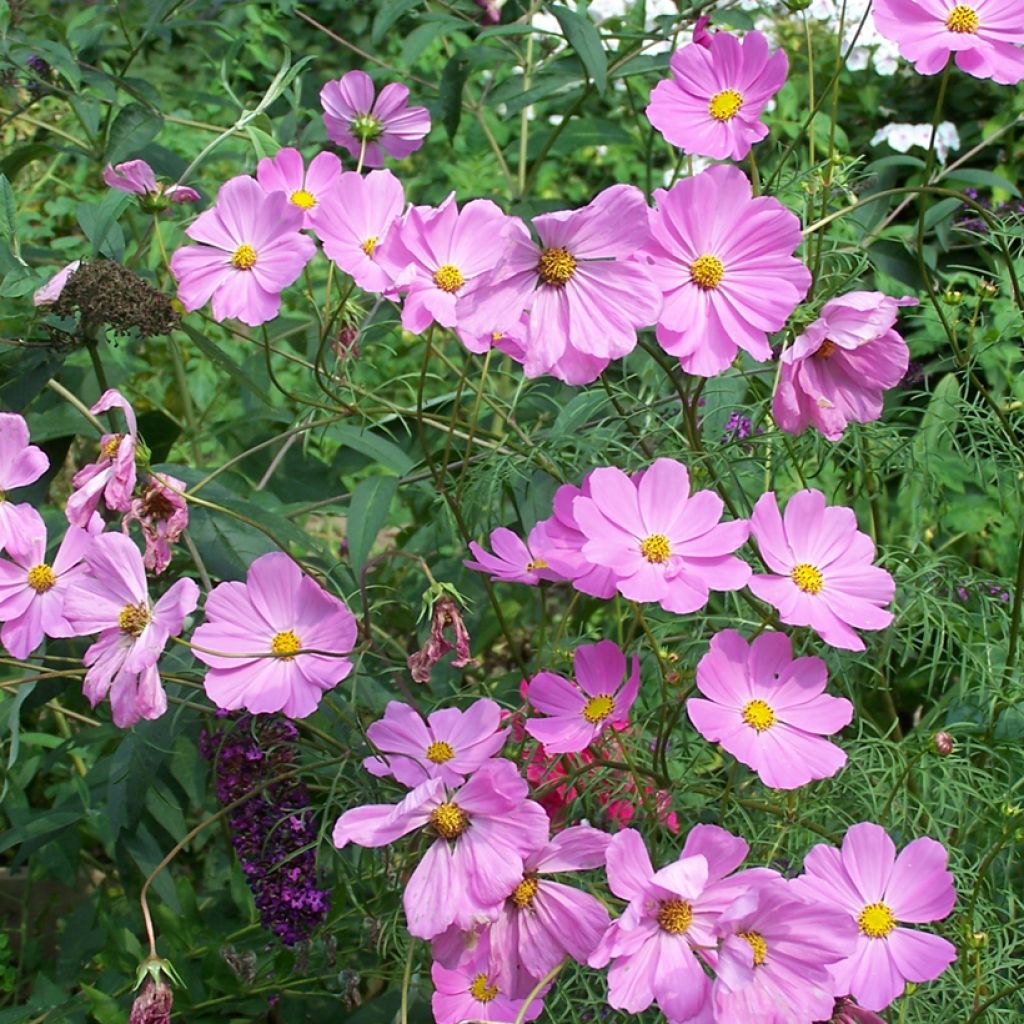 Cosmos Flamingo - Tuincosmos
