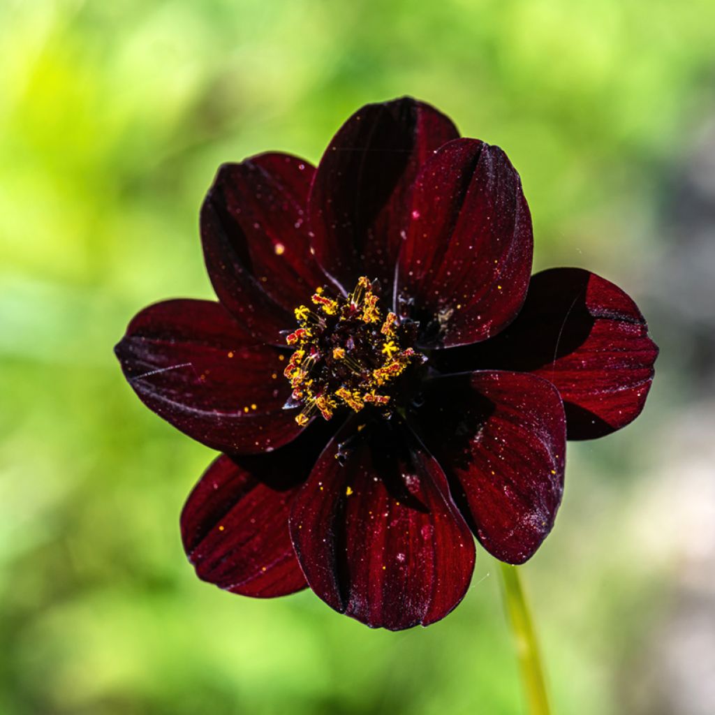 Cosmos Dahlia Mexican Black