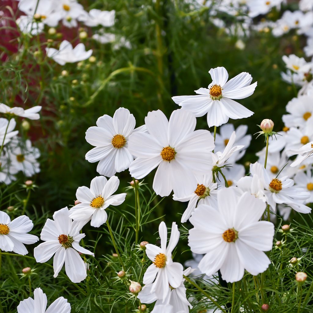 Cosmea Sonata Wit - Cosmos bipinnatus