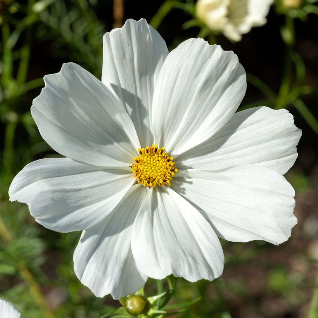 Cosmea Sonata Wit - Cosmos bipinnatus