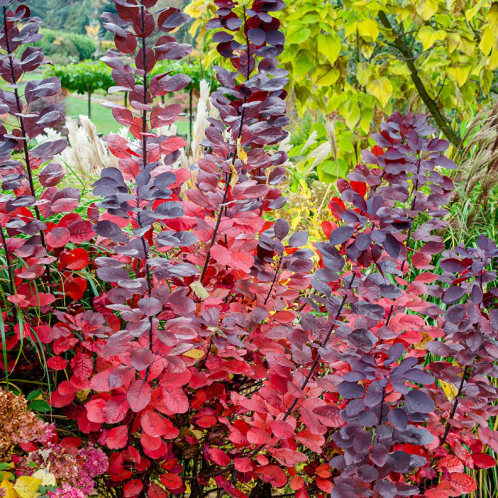 Cotinus Grace - Pruikenboom
