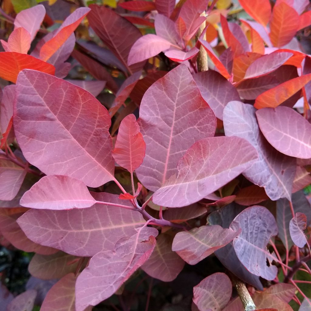 Cotinus Grace - Pruikenboom