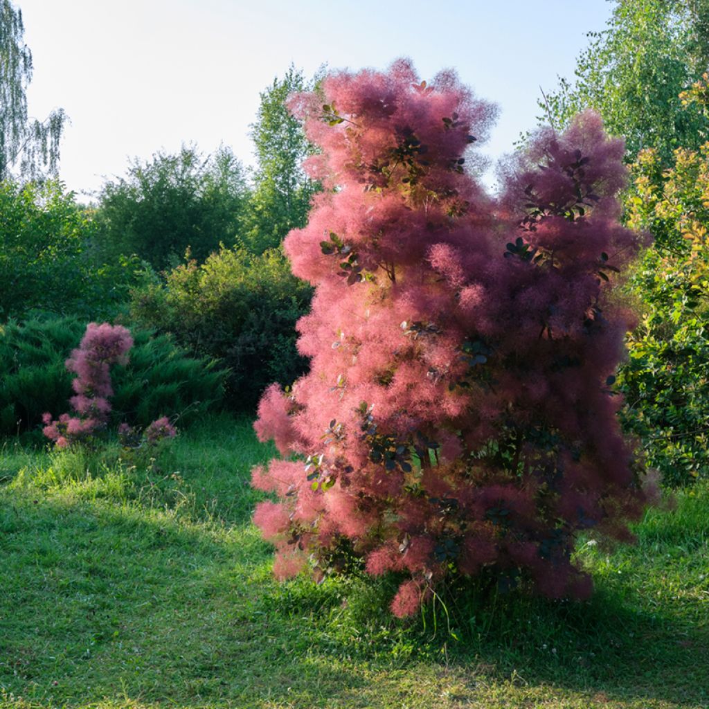 Cotinus coggygria - Pruikenboom