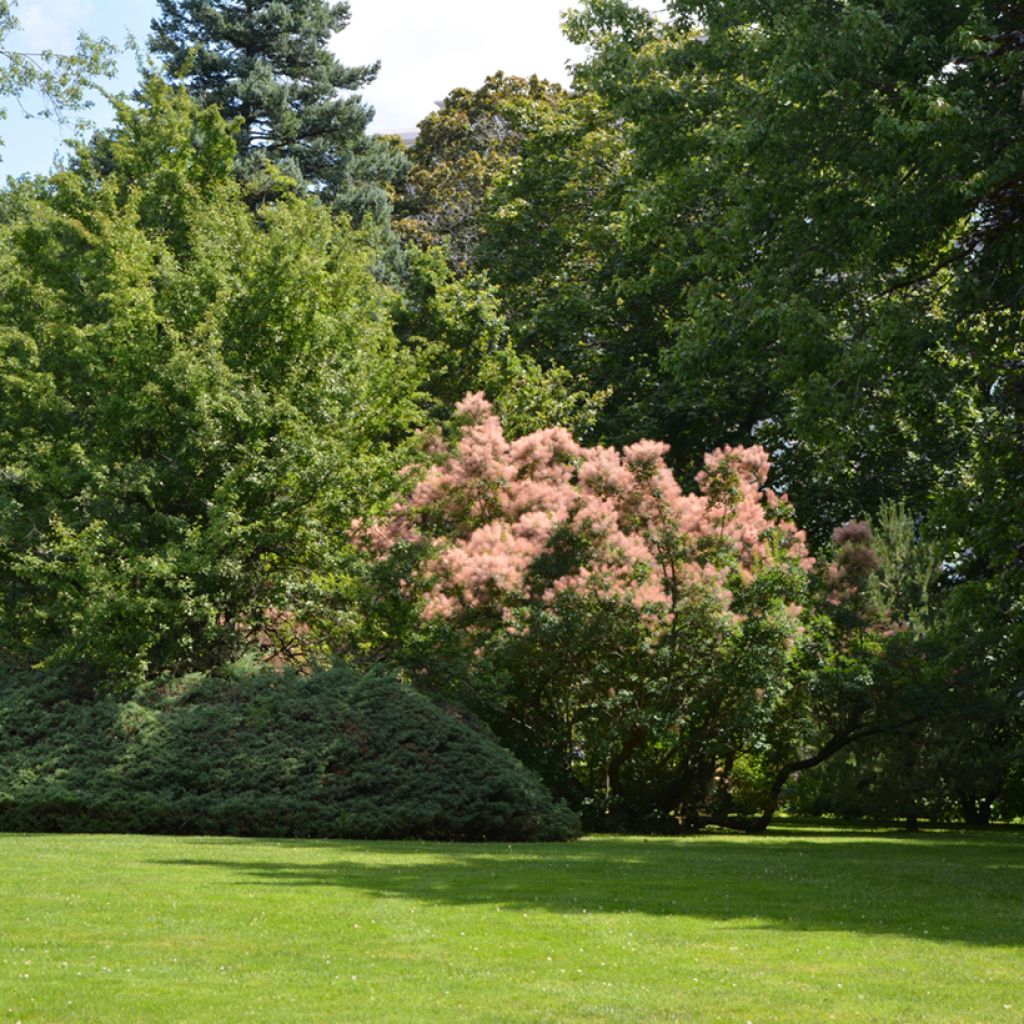 Cotinus coggygria - Pruikenboom