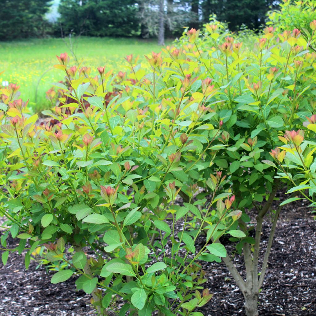 Cotinus coggygria Flame - Pruikenboom