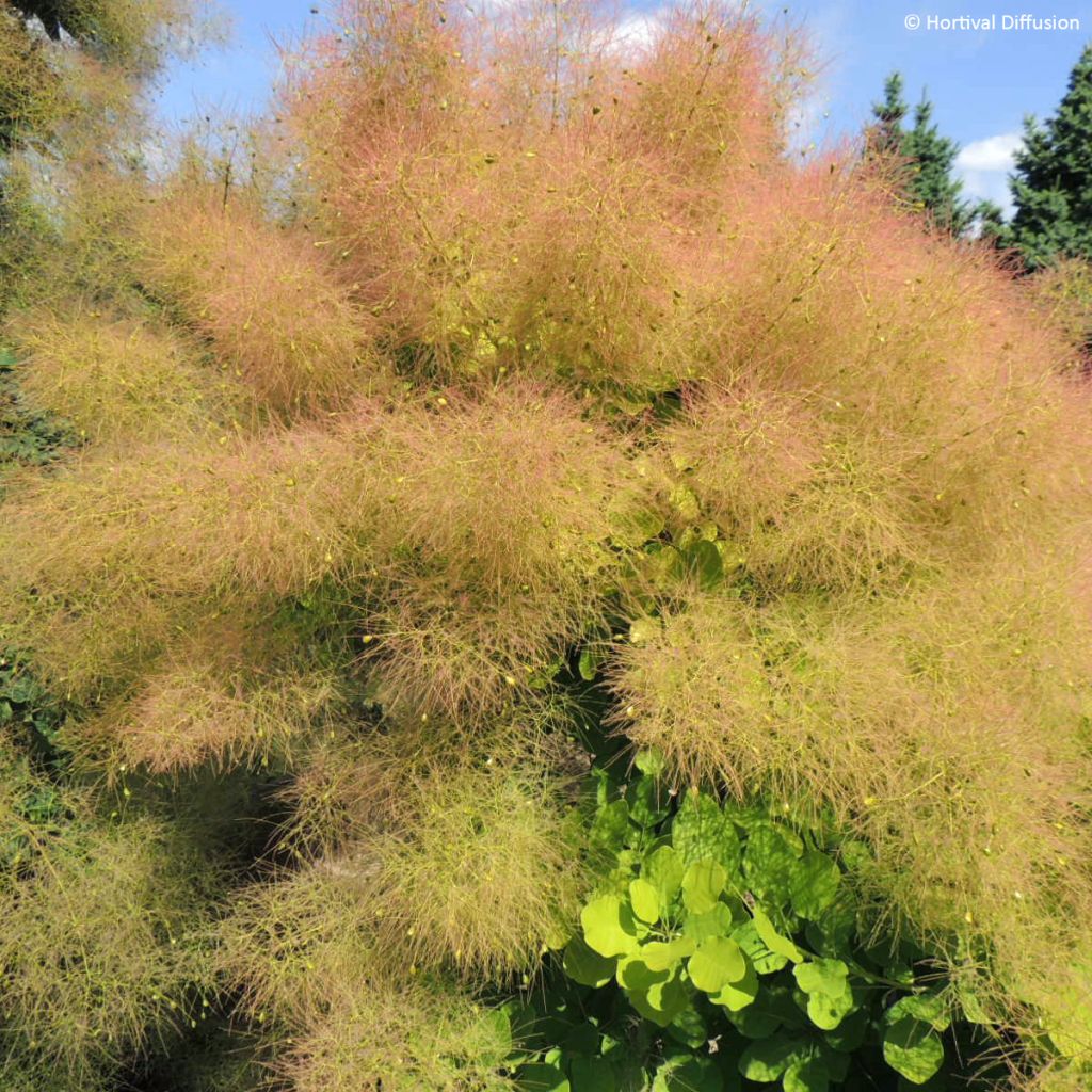 Cotinus coggygria Lemon Lady - Pruikenboom