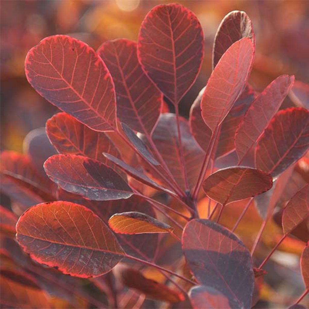 Cotinus coggygria Lilla - Pruikenboom
