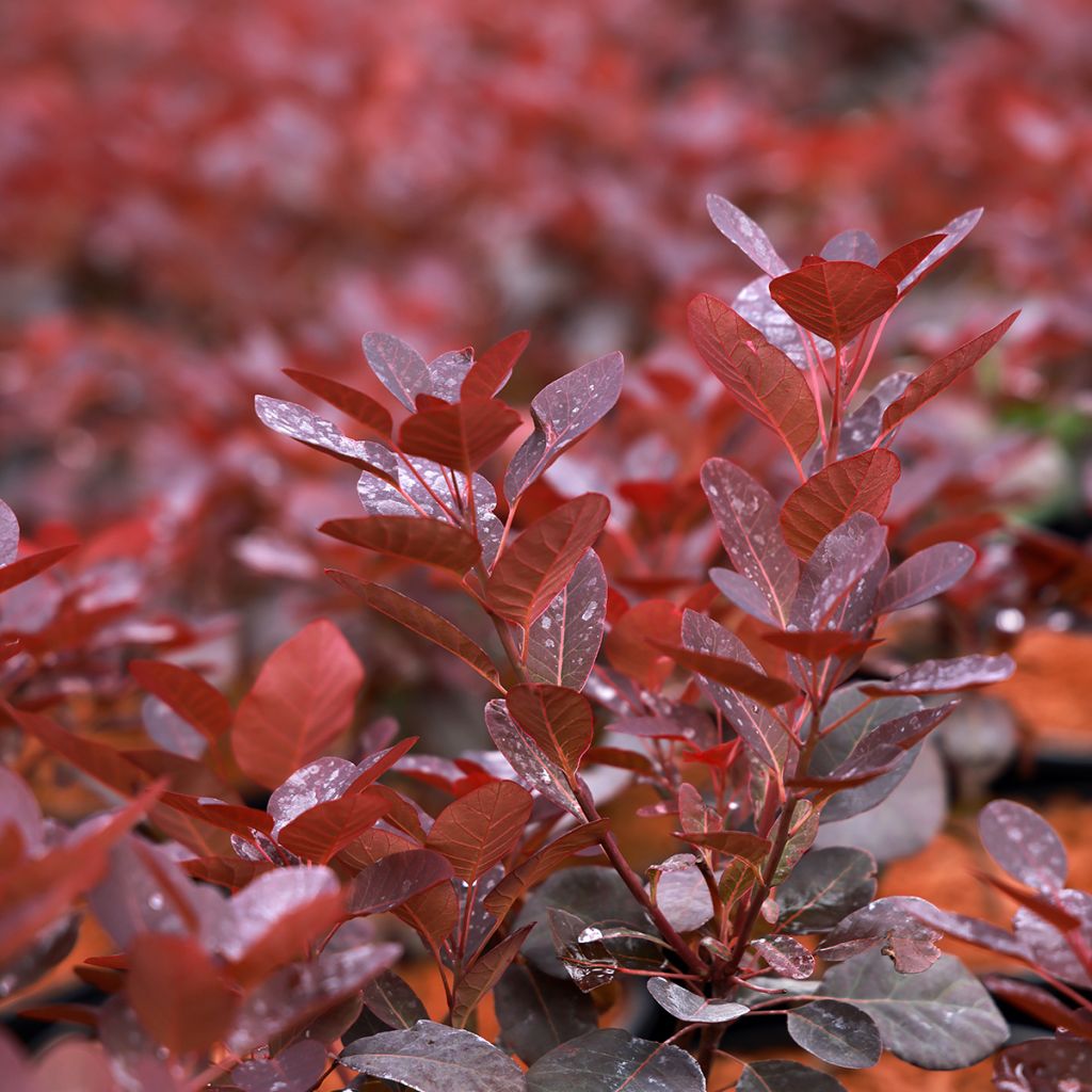 Cotinus coggygria Magical Purple - Pruikenboom