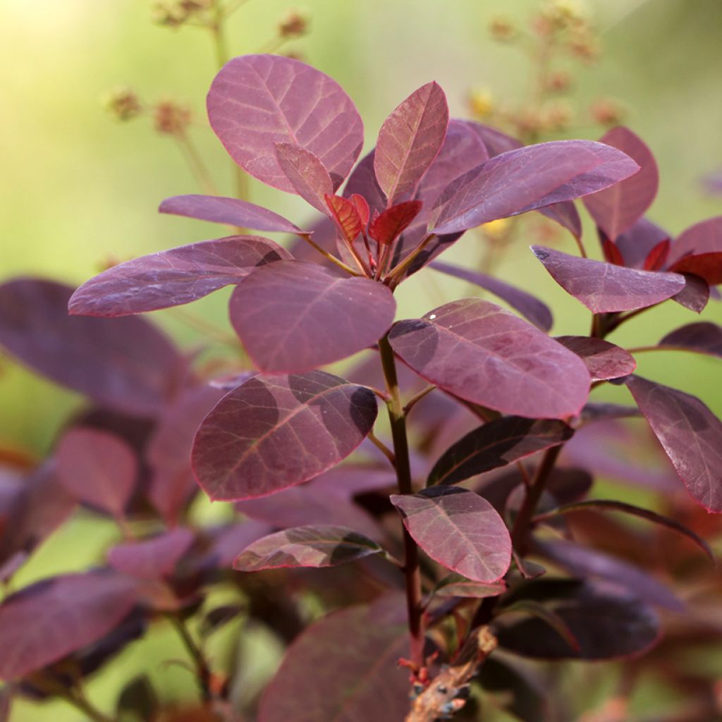 Cotinus coggygria Royal Purple - Pruikenboom
