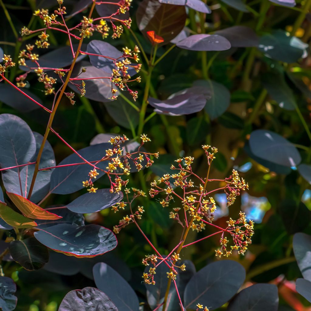 Cotinus coggygria Royal Purple - Pruikenboom