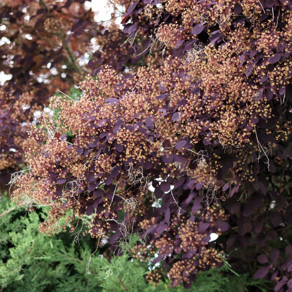 Cotinus coggygria Royal Purple - Pruikenboom