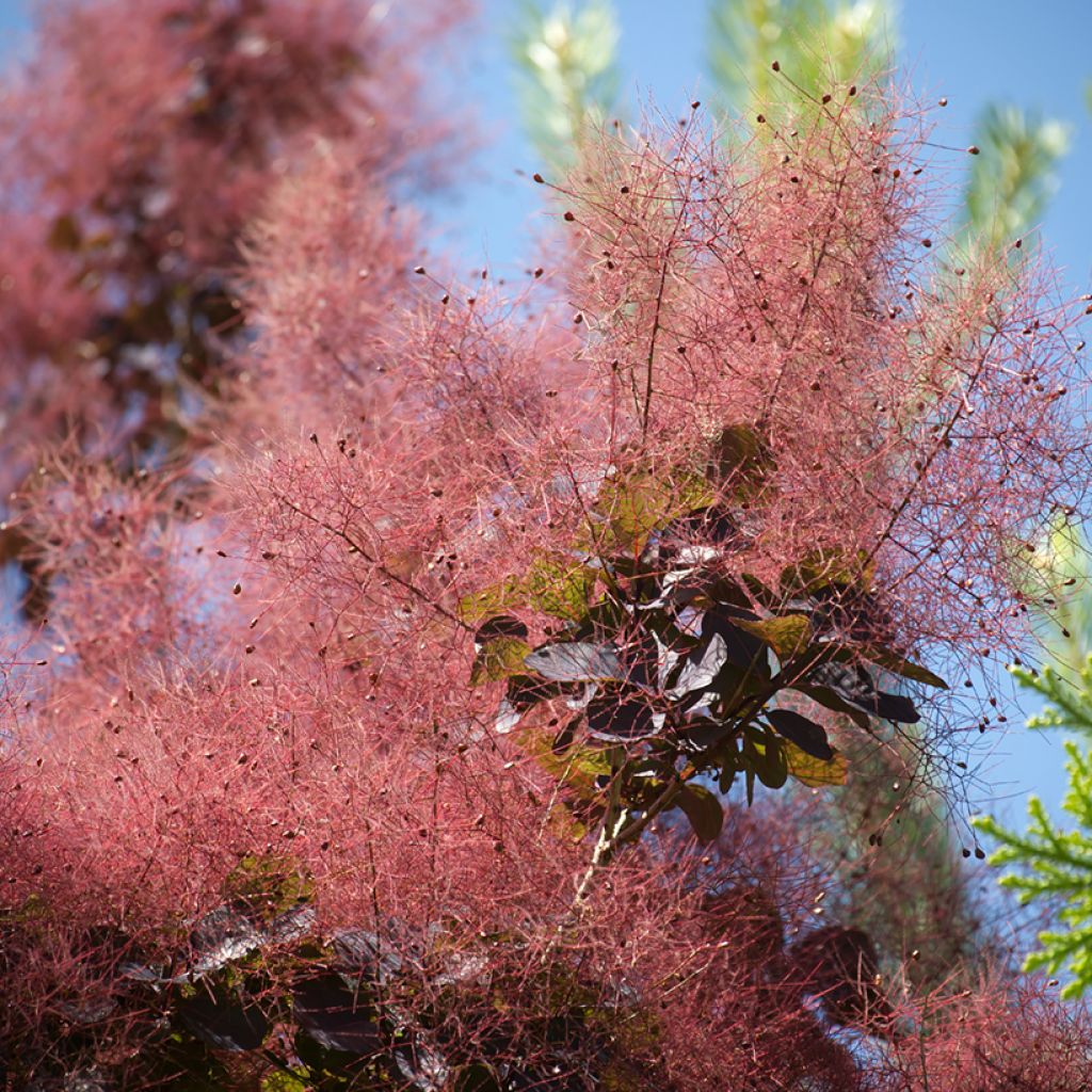 Cotinus coggygria Royal Purple - Pruikenboom