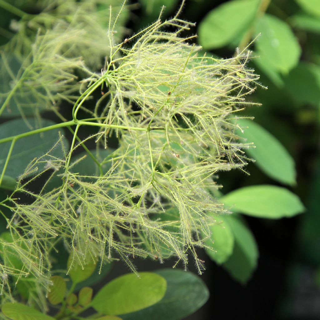 Cotinus coggygria Young Lady - Pruikenboom