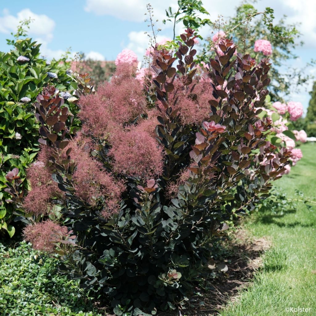 Cotinus coggygria Magical Torch - Pruikenboom