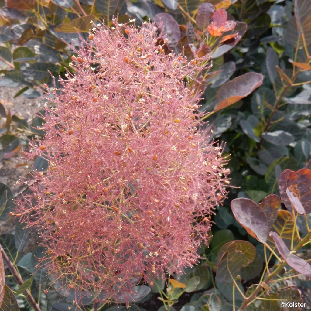 Cotinus coggygria Magical Torch - Pruikenboom