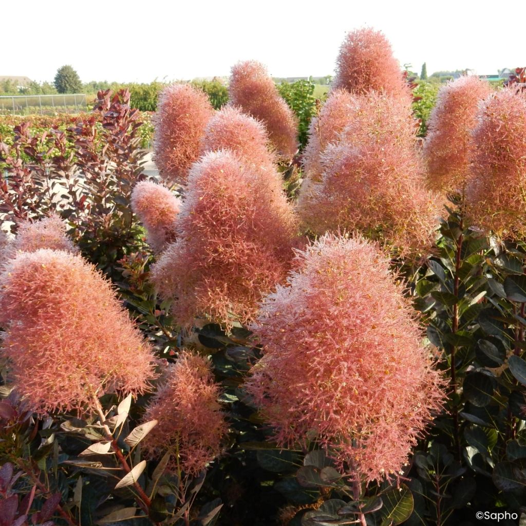 Cotinus coggygria Magical Torch - Pruikenboom