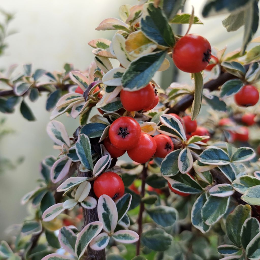 Cotoneaster Erlinda - Dwergmispel