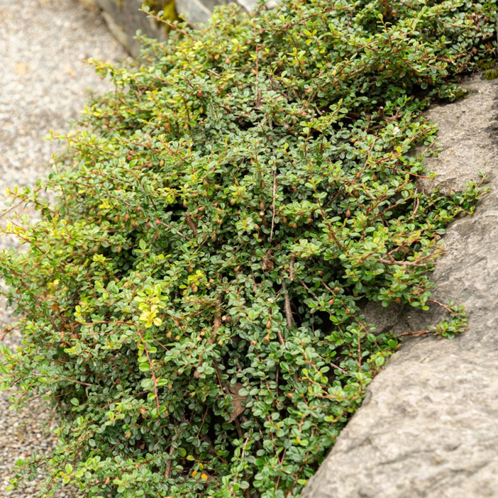 Cotoneaster adpressus - Dwergmispel