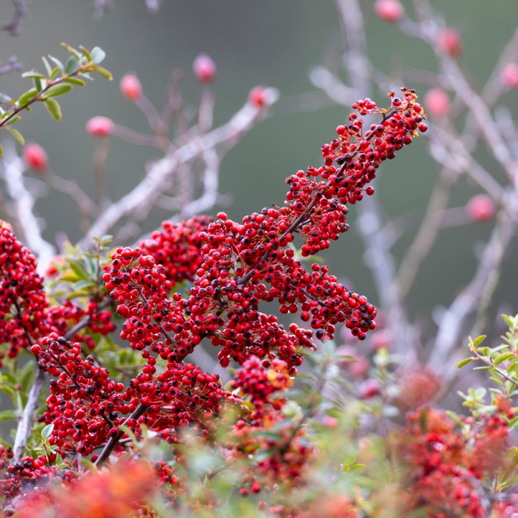 Cotoneaster dammeri - Dwergmispel
