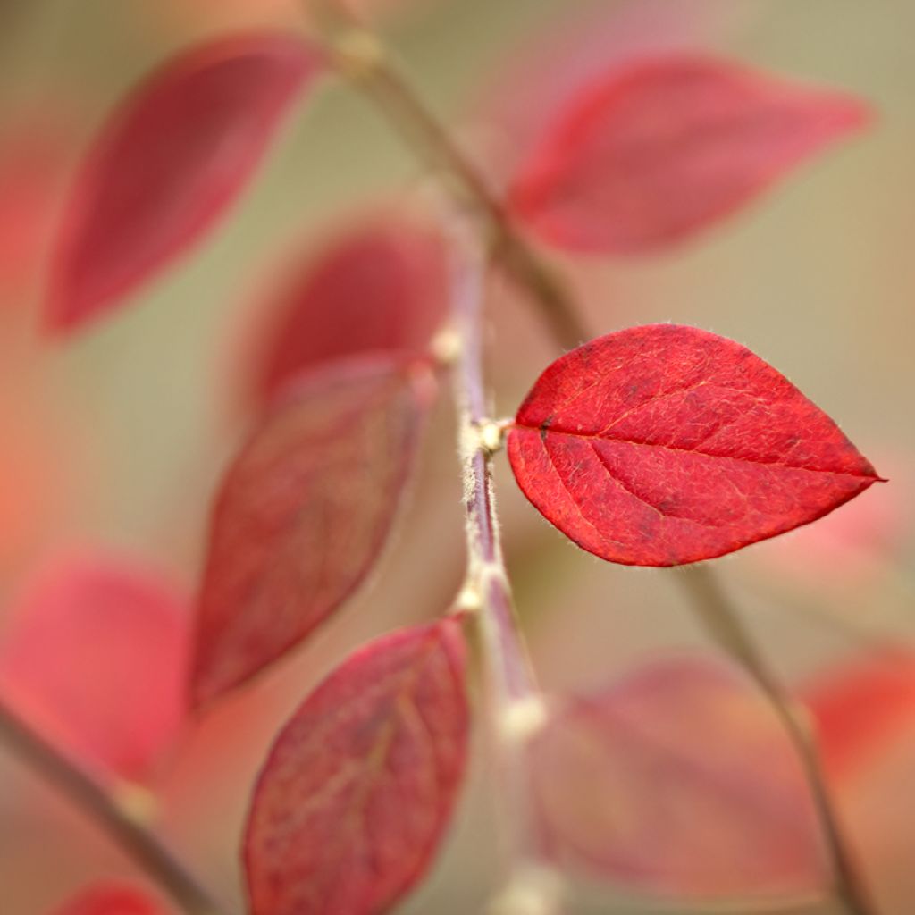 Cotoneaster dammeri - Dwergmispel